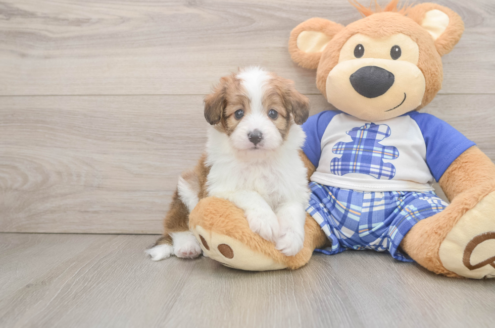 5 week old Mini Aussiedoodle Puppy For Sale - Premier Pups
