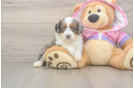 Best Mini Aussiedoodle Baby