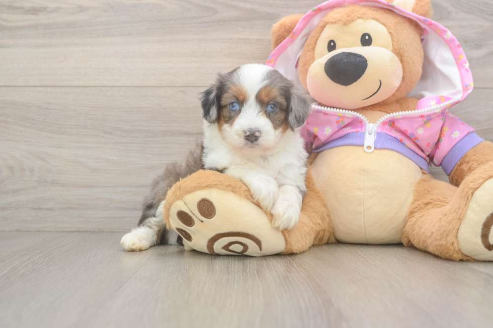 Best Mini Aussiedoodle Baby