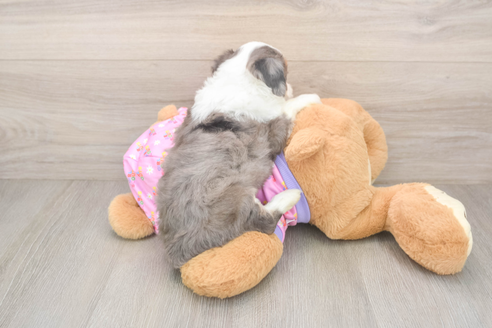 Best Mini Aussiedoodle Baby