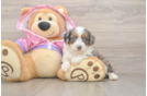 Mini Aussiedoodle Pup Being Cute