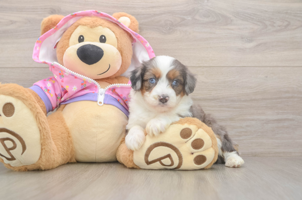 5 week old Mini Aussiedoodle Puppy For Sale - Premier Pups