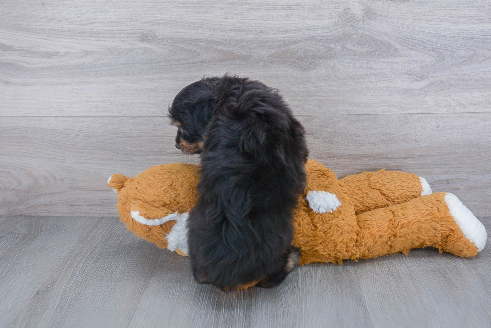 Mini Aussiedoodle Puppy for Adoption