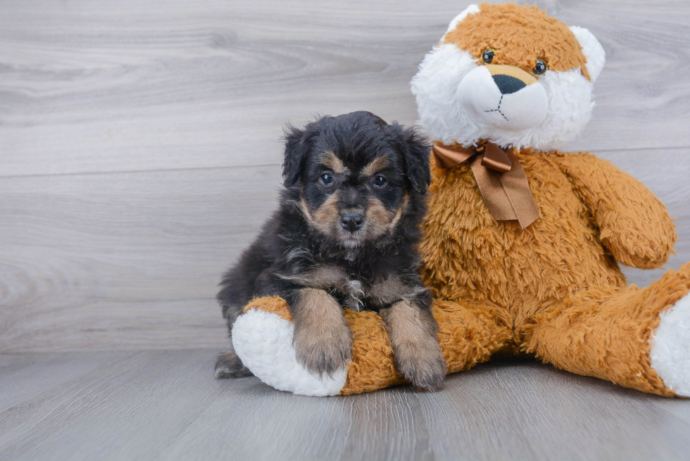 Mini Aussiedoodle Pup Being Cute