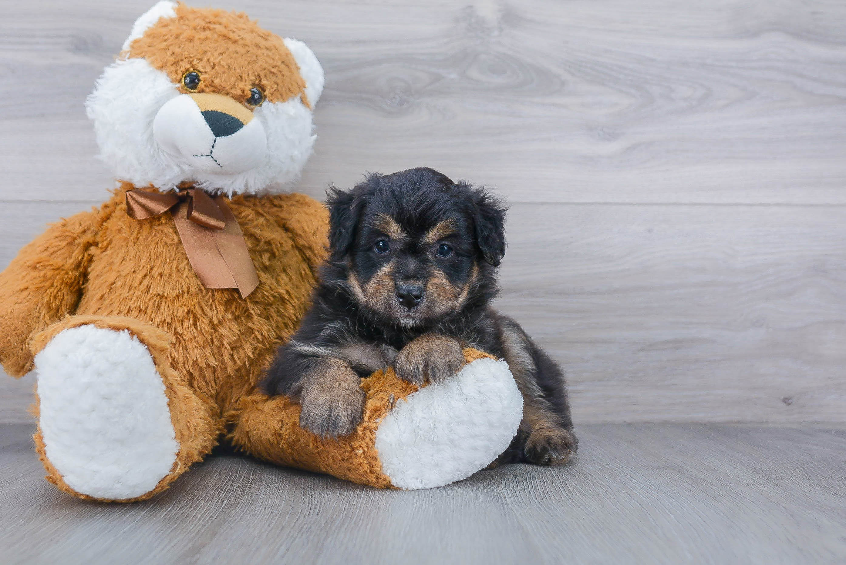 Best Mini Aussiedoodle Baby