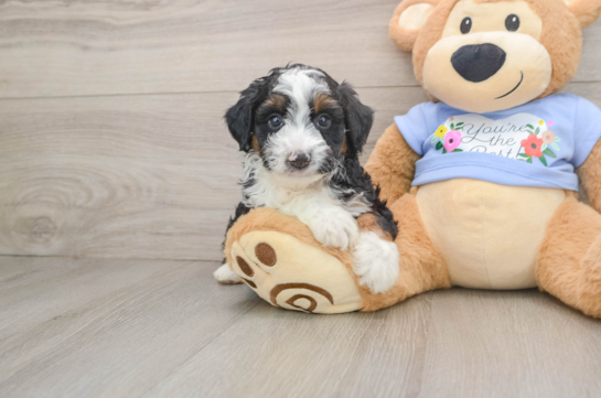 Mini Aussiedoodle Pup Being Cute