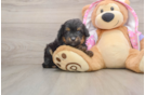 Mini Aussiedoodle Pup Being Cute