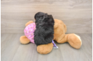 Mini Aussiedoodle Pup Being Cute