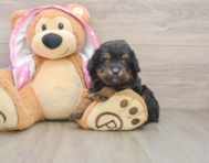 8 week old Mini Aussiedoodle Puppy For Sale - Premier Pups