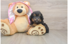 Best Mini Aussiedoodle Baby