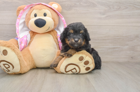 Best Mini Aussiedoodle Baby
