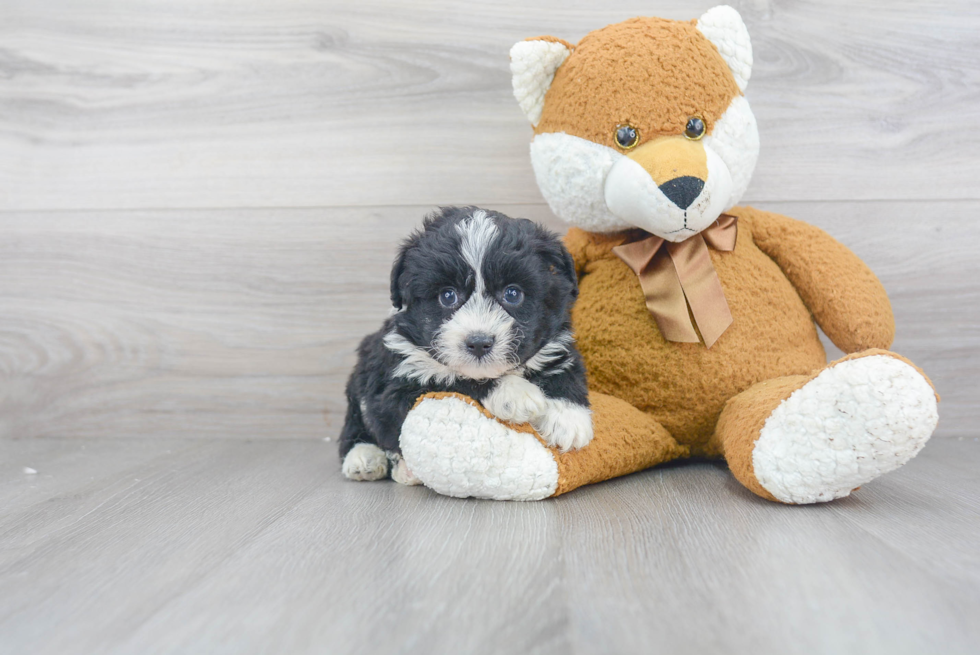 Adorable Aussiepoo Poodle Mix Puppy