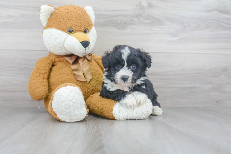 Smart Mini Aussiedoodle Poodle Mix Pup