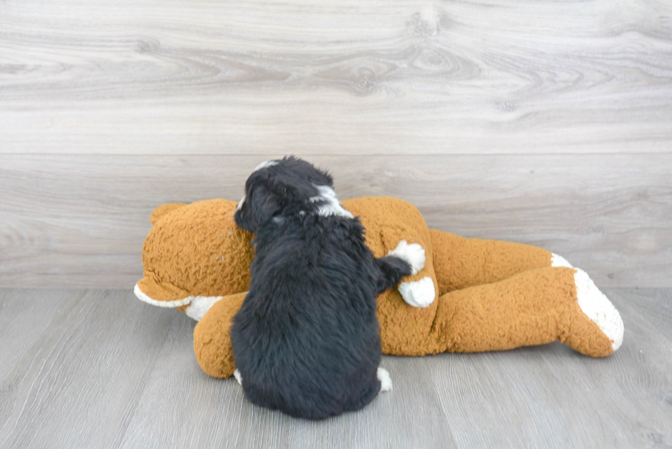 Best Mini Aussiedoodle Baby