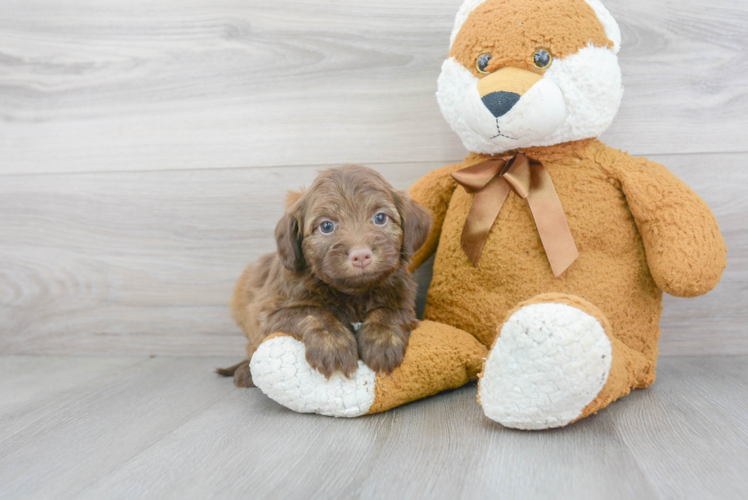 Popular Mini Aussiedoodle Poodle Mix Pup