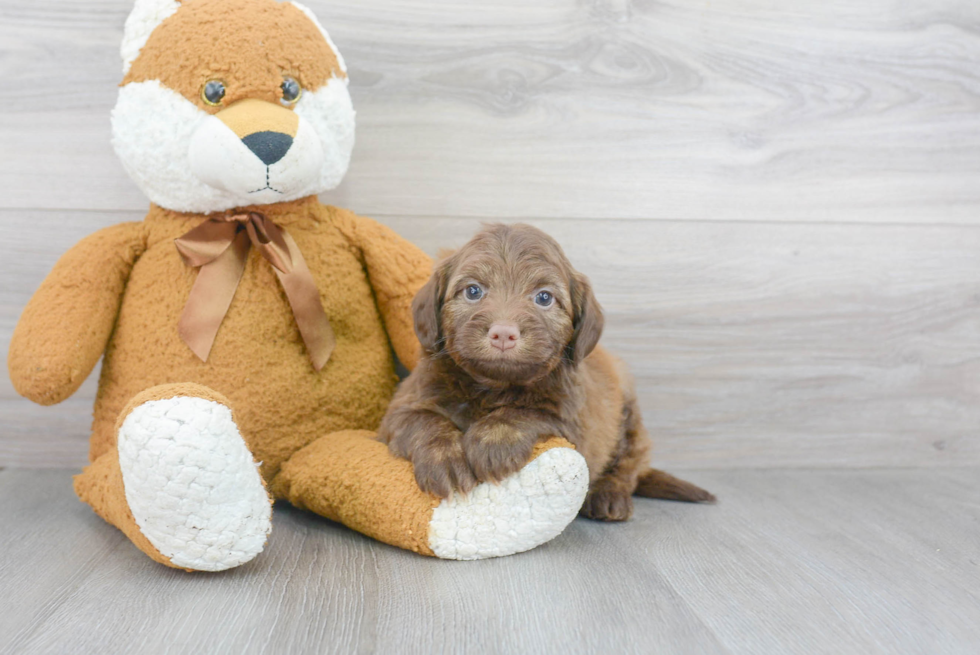 Best Mini Aussiedoodle Baby