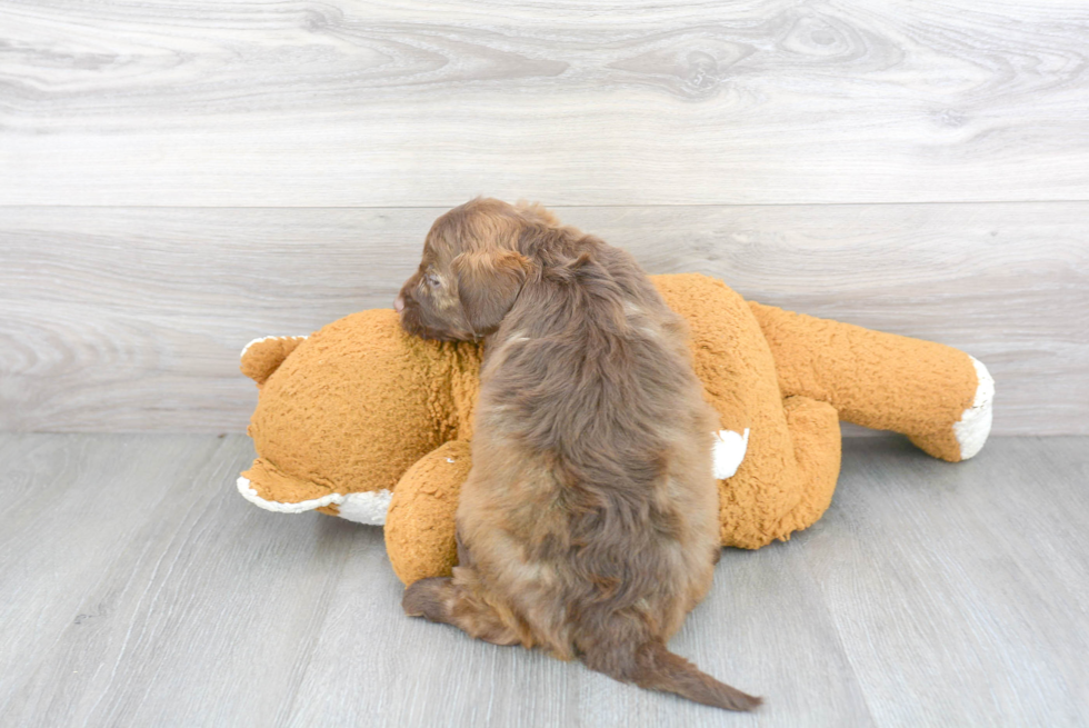 Best Mini Aussiedoodle Baby