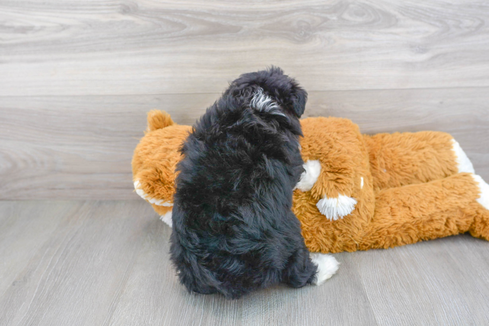 Fluffy Mini Aussiedoodle Poodle Mix Pup