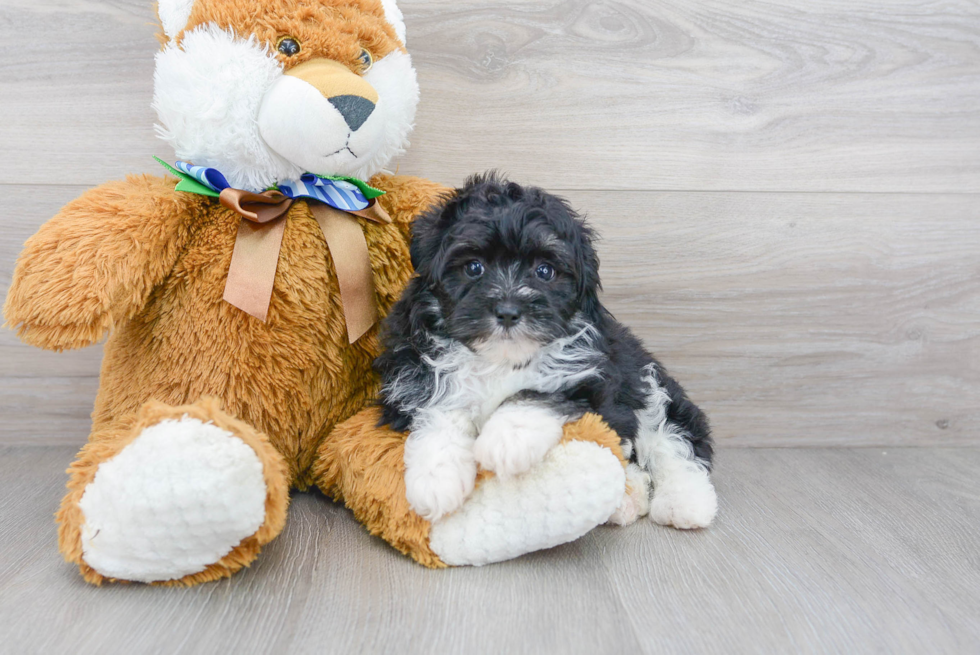 Sweet Mini Aussiedoodle Baby