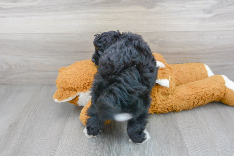 Funny Mini Aussiedoodle Poodle Mix Pup