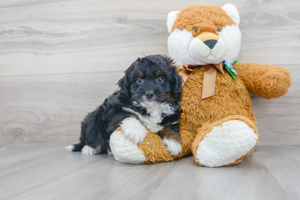 Best Mini Aussiedoodle Baby