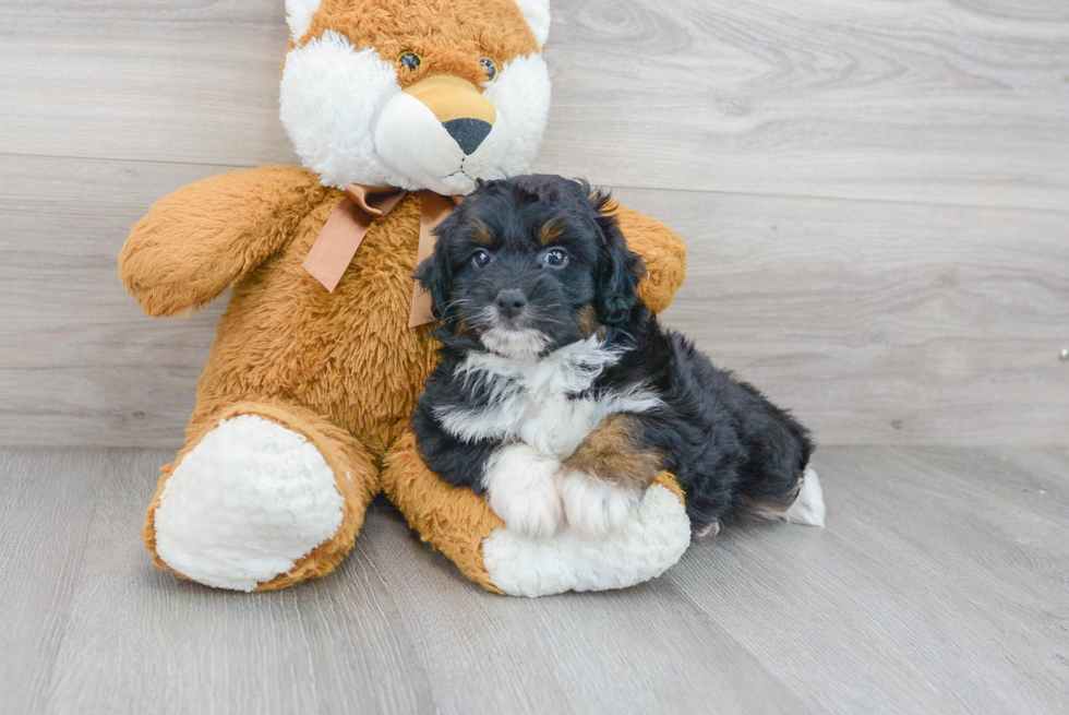 Playful Aussiepoo Poodle Mix Puppy