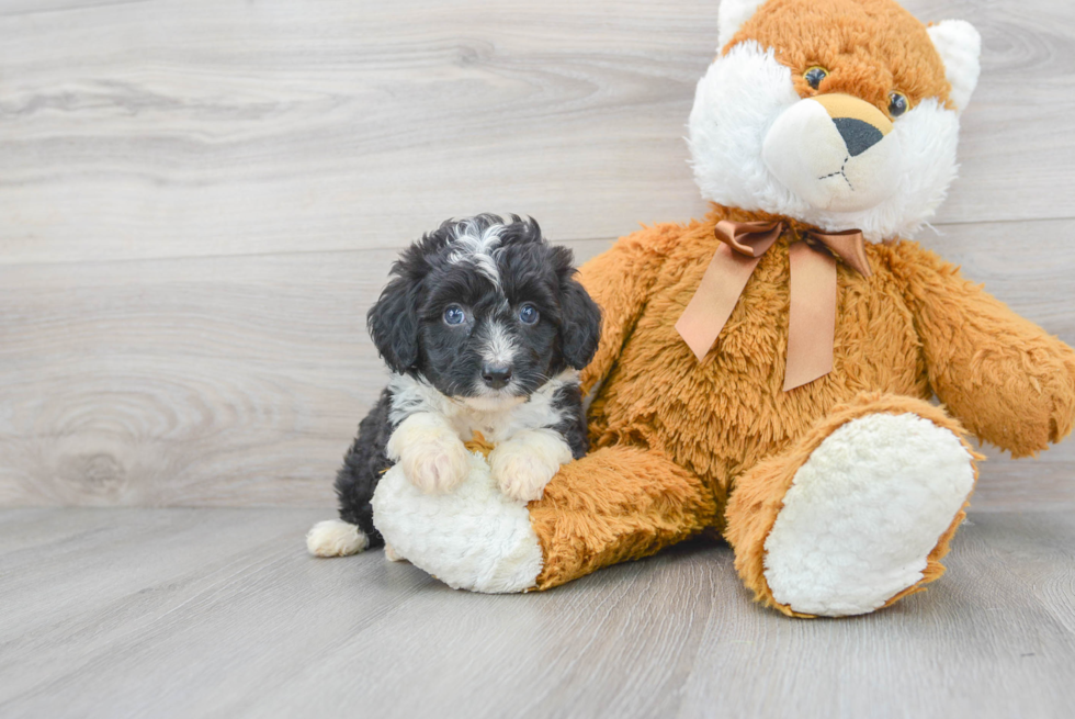 Mini Aussiedoodle Puppy for Adoption