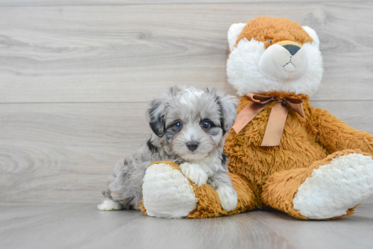 Popular Mini Aussiedoodle Poodle Mix Pup