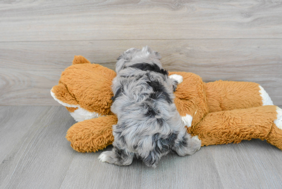 Funny Mini Aussiedoodle Poodle Mix Pup