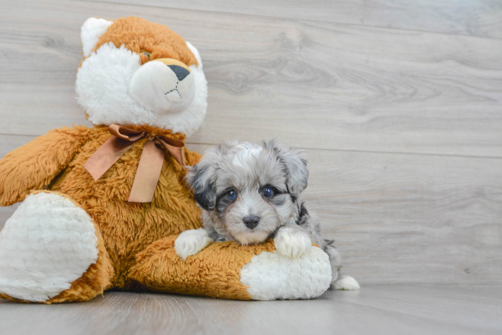 Little Aussiepoo Poodle Mix Puppy