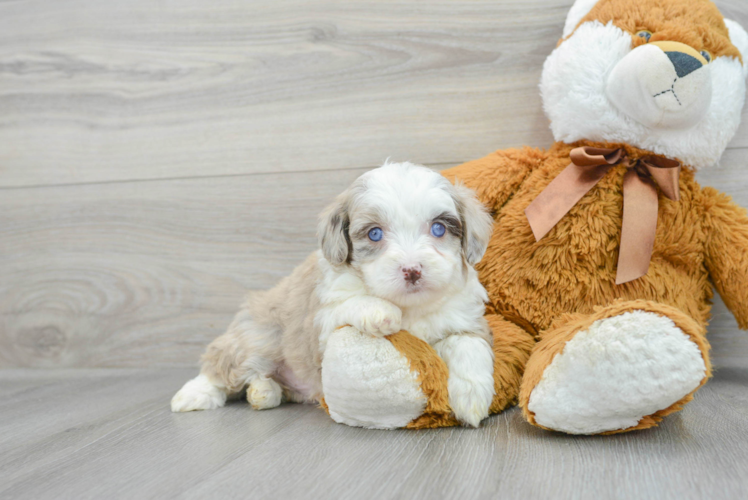 Best Mini Aussiedoodle Baby