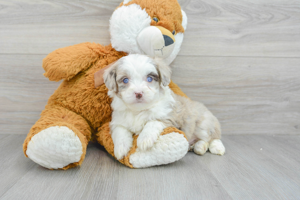 Cute Mini Aussiedoodle Baby