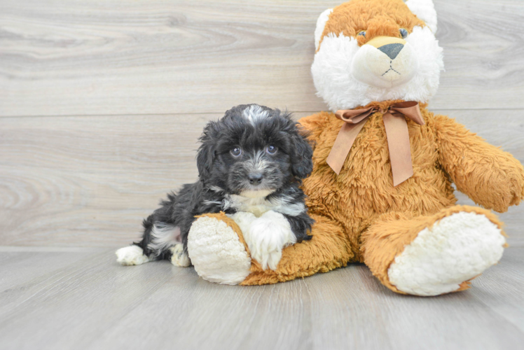 Mini Aussiedoodle Pup Being Cute