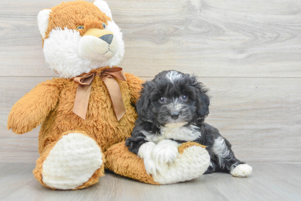 Mini Aussiedoodle Pup Being Cute