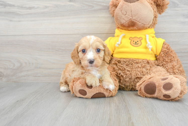 Playful Aussiepoo Poodle Mix Puppy