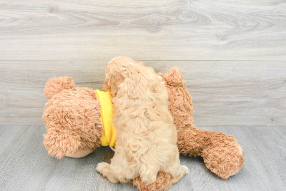 Energetic Aussiepoo Poodle Mix Puppy