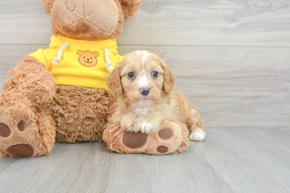 Cute Mini Aussiedoodle Baby