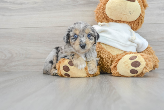 Popular Mini Aussiedoodle Poodle Mix Pup