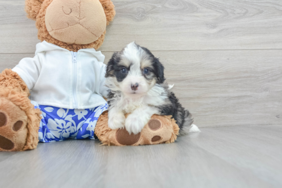 Best Mini Aussiedoodle Baby