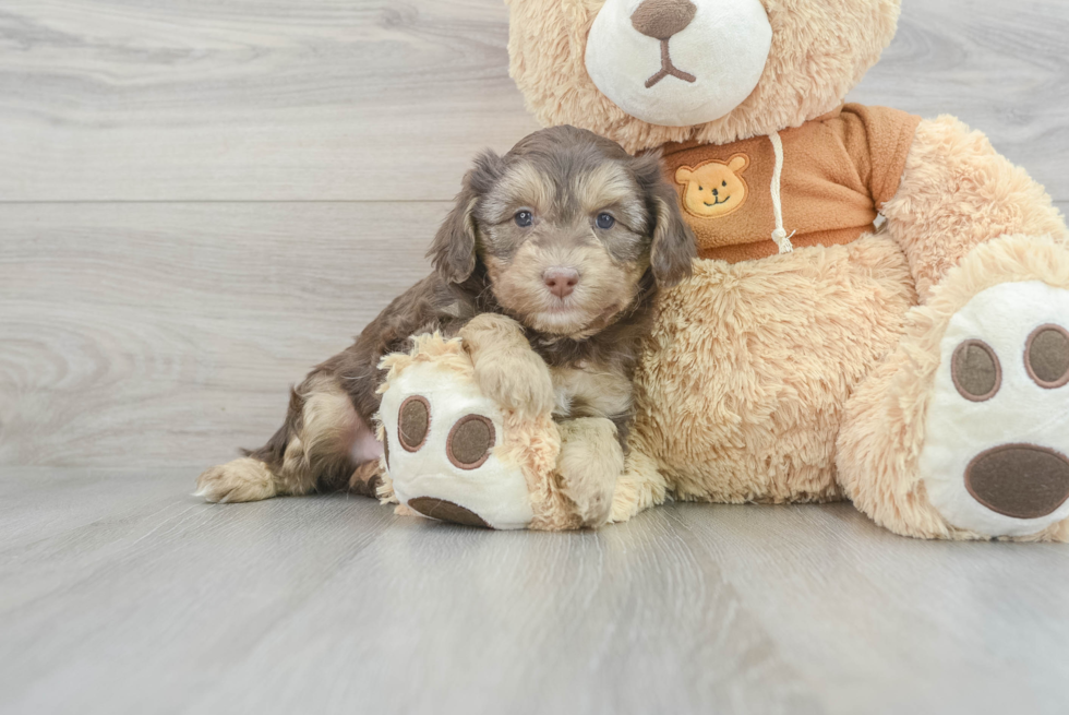 Popular Mini Aussiedoodle Poodle Mix Pup