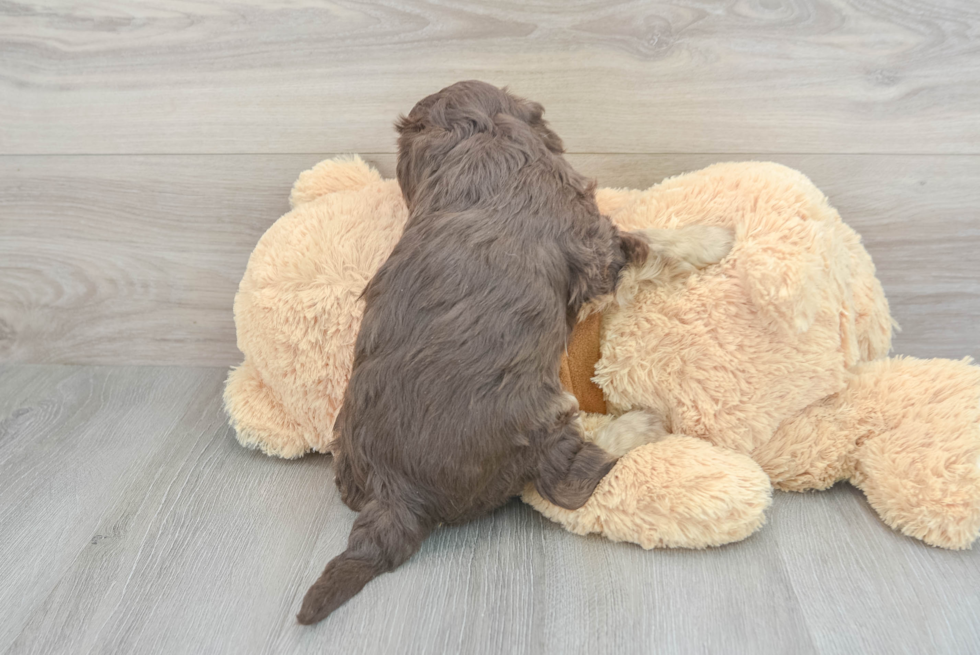 Playful Aussiepoo Poodle Mix Puppy