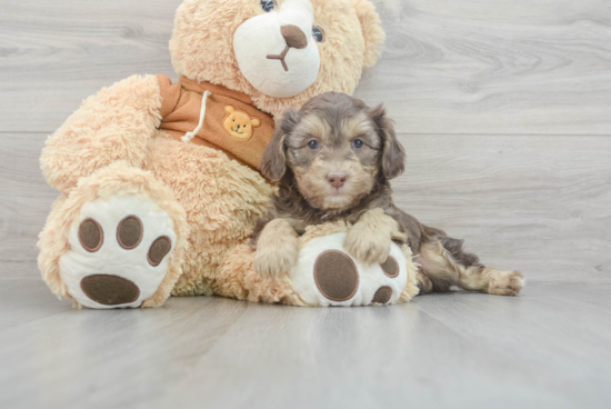 Mini Aussiedoodle Pup Being Cute