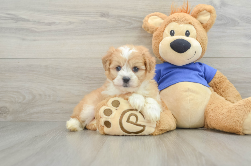 6 week old Mini Aussiedoodle Puppy For Sale - Premier Pups