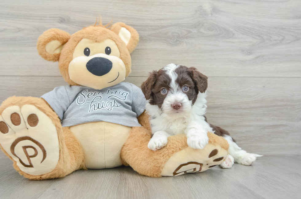 5 week old Mini Aussiedoodle Puppy For Sale - Premier Pups