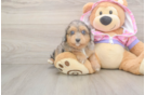 Happy Mini Aussiedoodle Baby