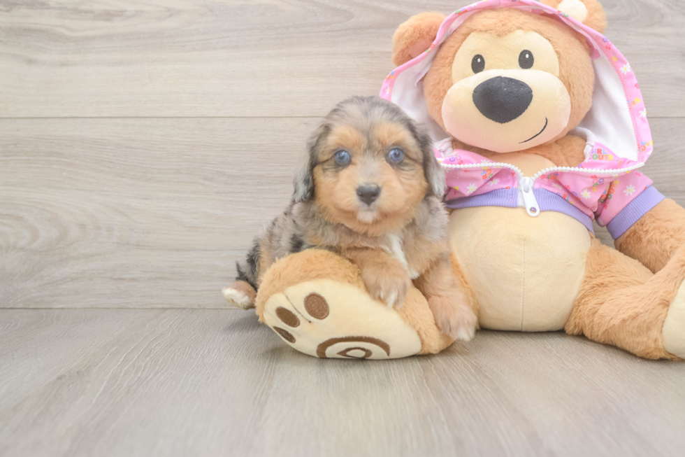 Happy Mini Aussiedoodle Baby