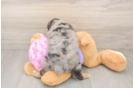 Hypoallergenic Aussiepoo Poodle Mix Puppy