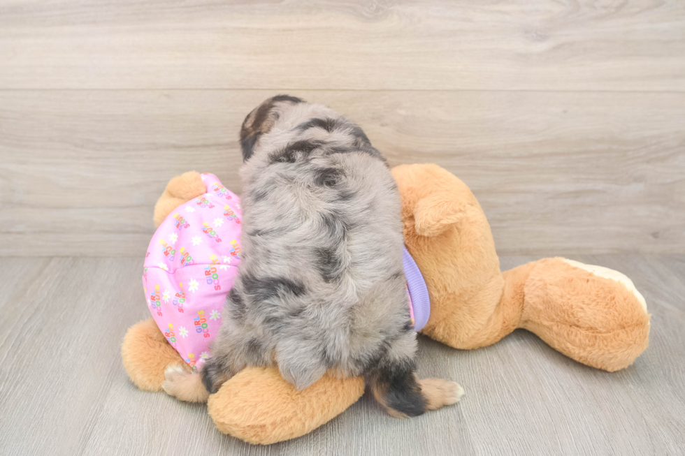 Hypoallergenic Aussiepoo Poodle Mix Puppy