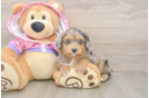 Smart Mini Aussiedoodle Poodle Mix Pup