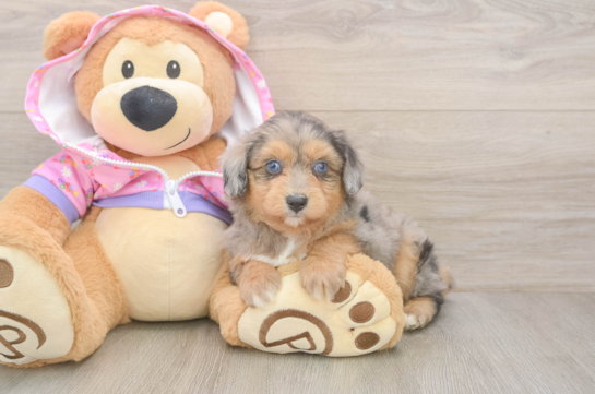 Smart Mini Aussiedoodle Poodle Mix Pup